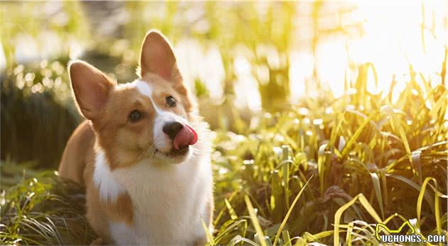 如果可以，建议你一定要养只柯基犬