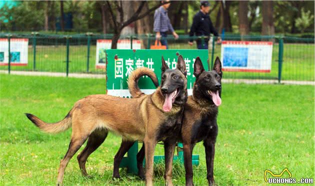 不易生病的5种狗狗，狗狗：主人再也不用担心我的身体了