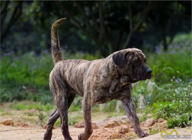 世界上最凶猛的，当仁不让的王者，是加纳利犬，还是那不勒斯獒犬