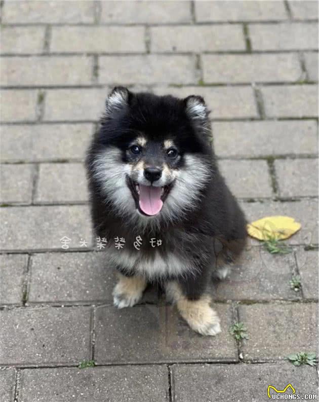 长毛柴是柴犬吗？柴犬返祖都有那些现象？