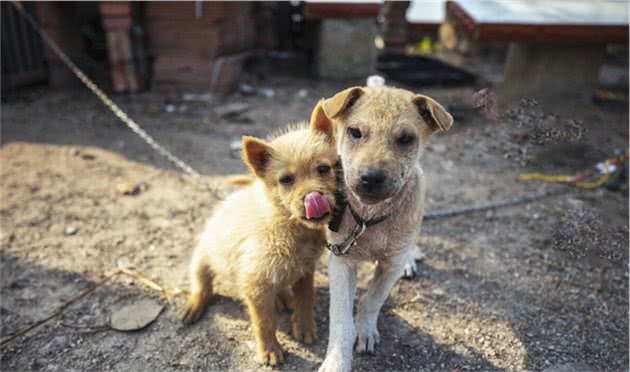 东方第一神犬中华田园犬