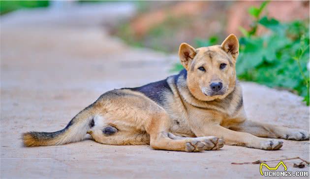 东方第一神犬中华田园犬