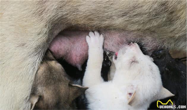 东方第一神犬中华田园犬