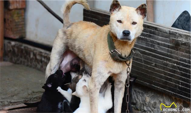 东方第一神犬中华田园犬