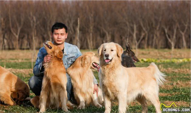 「美毛篇」金毛犬毛发粗糙，怎么办？分享个人经验~