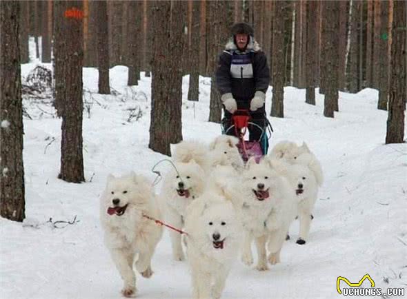 雪橇三傻那么傻，为什么还可以拉雪橇？