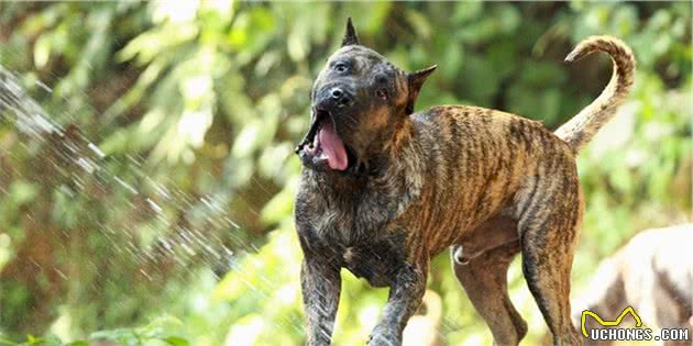 4种有野兽之称，能让狼闻风而逃的獒犬，中国占了一种