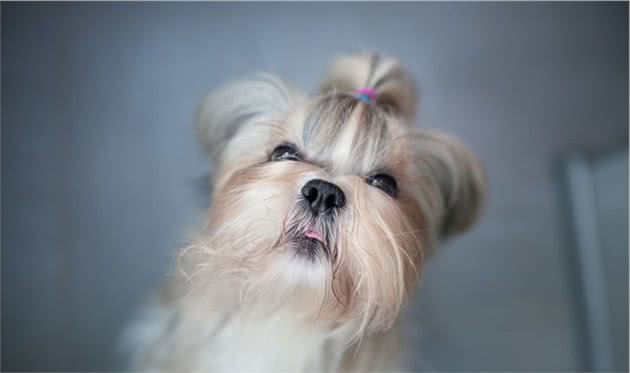 韩国一2岁女孩被西施犬咬了，父亲和犬主交涉过程中却这么做了