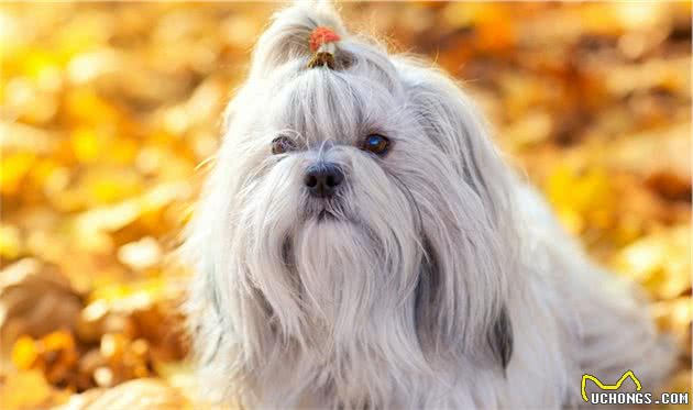 韩国一2岁女孩被西施犬咬了，父亲和犬主交涉过程中却这么做了