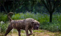 世界十大凶犬—杀人犬，加纳利犬