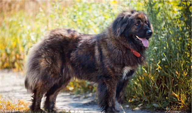 牧羊犬之一的高加索犬，勇猛护家，你见过吗