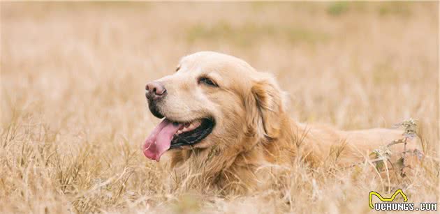 金毛犬毛发粗糙没有光泽，怎么办？