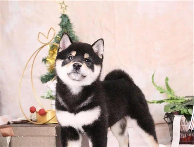 日本的黑色柴犬和中国的四眼犬怎么区分？