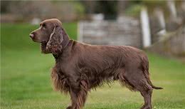 寻根问祖系列（46）：田野小猎犬（FieldSpaniel）