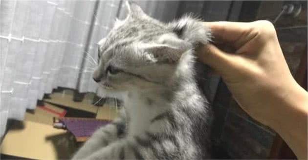 5个“错误”的抱猫姿势，不及时改掉，猫咪会不喜欢你