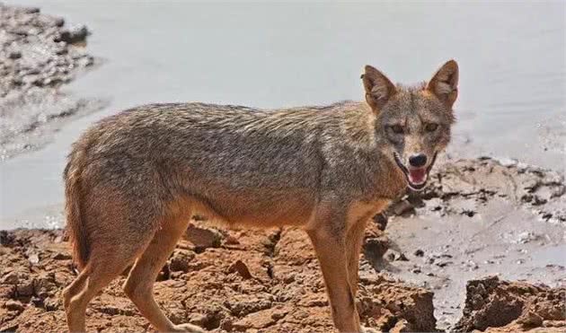 从远古犬科祖先到今天的家犬