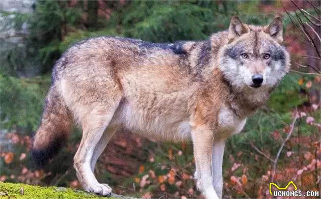 从远古犬科祖先到今天的家犬