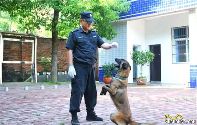 马犬为什么能取代德国牧羊犬，成为警犬中的主流？