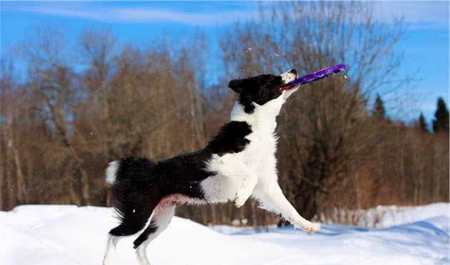 犬界中最不适合做警犬的五种犬