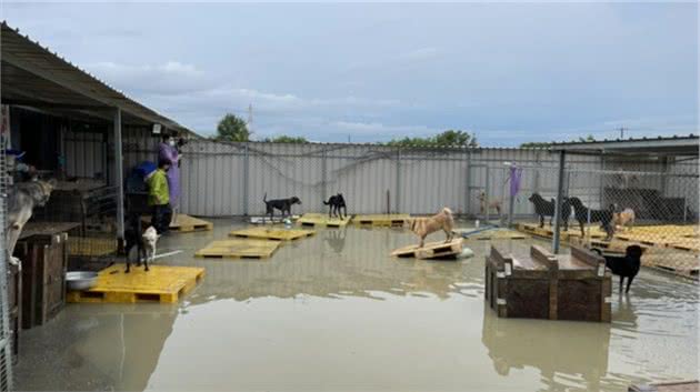 100多只狗狗被困在雨中，饲料泡水无地可去，成为无辜的灾民