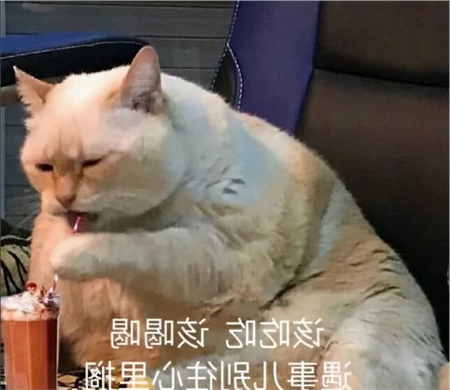 “买猫一时爽，养猫火葬场”的6种猫，养了哭都没眼泪