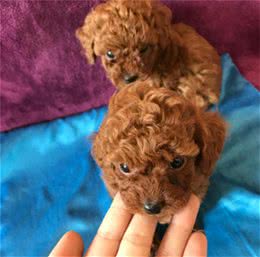 买泰迪犬，一定要避开这4个“缺陷”，因为不纯