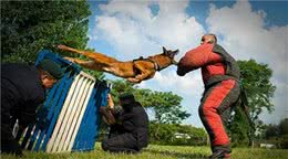 为什么在警犬面前，再铁血的悍匪都不堪一击？