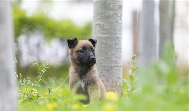 马犬幼犬有眼屎