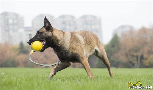 马犬幼犬有眼屎