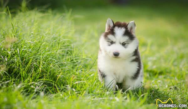 博美柴犬金毛，不同狗狗成长周期差异大，幼犬这样喂就对了