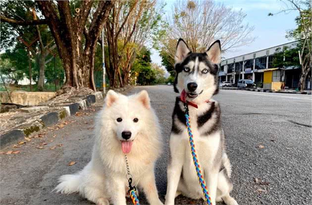 萨摩耶犬正享受雪糕，二哈横刀夺爱，场面陷入混乱