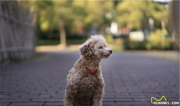 泰迪犬毛发褪色，主要原因是主人的问题？