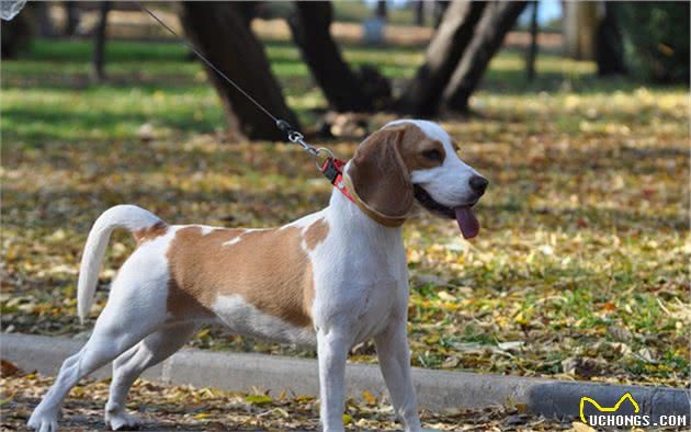 妹子遛大型犬被拖走，天堂或是地狱，两者之间只差一个正确方法