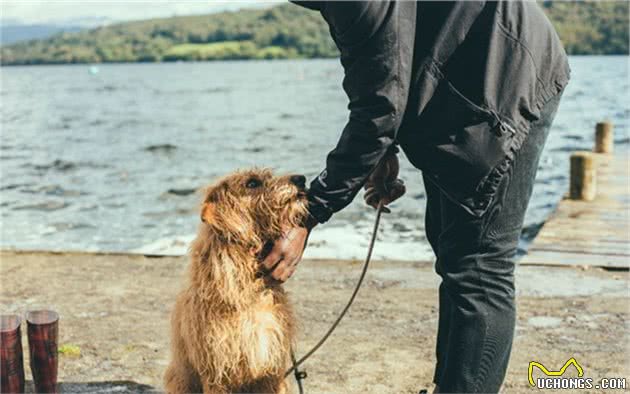 妹子遛大型犬被拖走，天堂或是地狱，两者之间只差一个正确方法