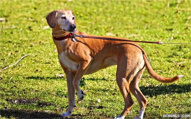 妹子遛大型犬被拖走，天堂或是地狱，两者之间只差一个正确方法