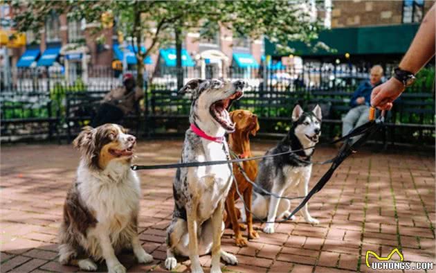 妹子遛大型犬被拖走，天堂或是地狱，两者之间只差一个正确方法