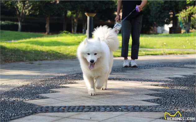 妹子遛大型犬被拖走，天堂或是地狱，两者之间只差一个正确方法