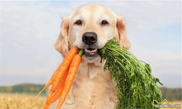 狗常见的异食癖是什么引起的？都有些什么症状？要如何纠正