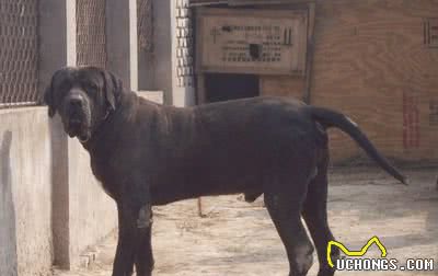 日本的斗犬—土佐犬