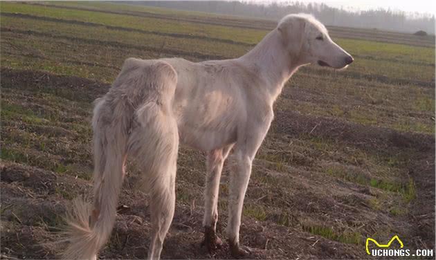 哮天犬—中国细犬，为何现在养的人越来越少？