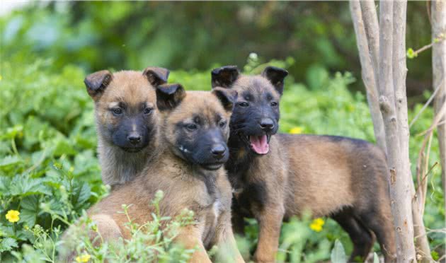 马犬VS德牧，看完你会选择谁呢？我选马犬