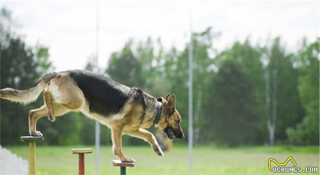 马犬VS德牧，看完你会选择谁呢？我选马犬