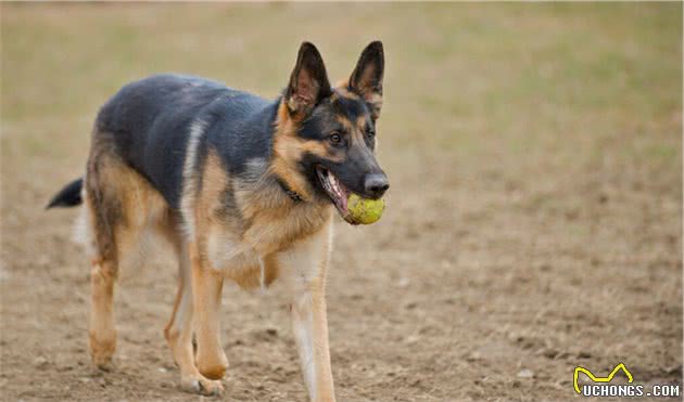 马犬VS德牧，看完你会选择谁呢？我选马犬