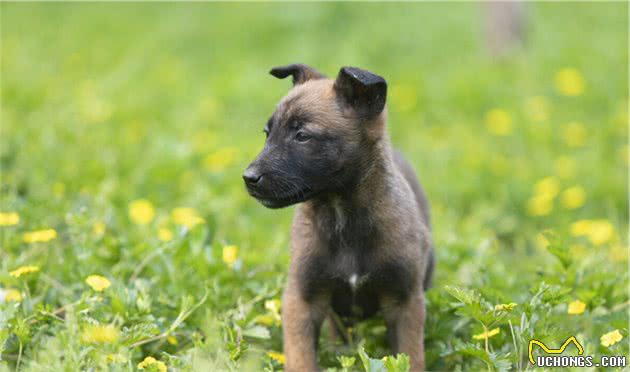 马犬VS德牧，看完你会选择谁呢？我选马犬