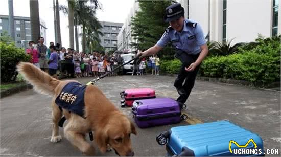 温顺善良具备良好习惯的狗子，很容易被人所接受，这是调教的结果