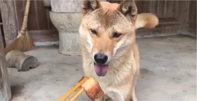 中华田园犬不吃筷子上的食物是自卑？不，这是它坚守的规矩