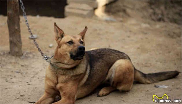 中华田园犬不吃筷子上的食物是自卑？不，这是它坚守的规矩