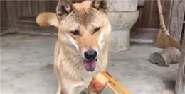 中华田园犬不吃筷子上的食物是自卑？不，这是它坚守的规矩