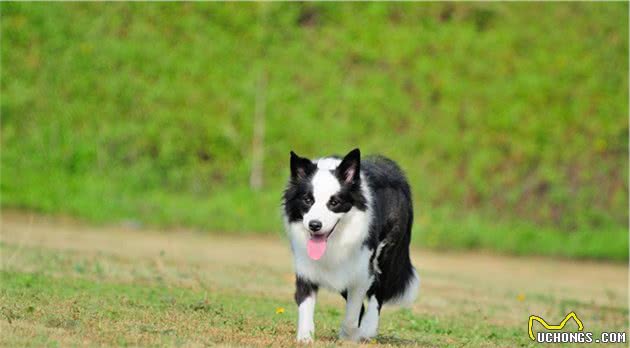 全世界智商最高的边境牧羊犬，你想养可得知道这些