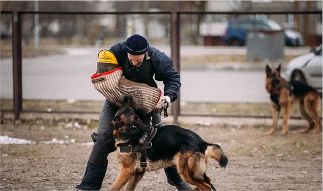 超小型警犬上岗！嗅觉灵敏、体能超强，还能在零下25度工作